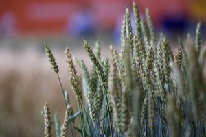 Žemdirbių organizacijos: turime gintis ne nuo kenkėjų, o nuo netikrų naujienų