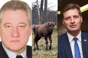 Patvirtinta: valstiečio nušauta stumbrė – nugaišusio jauniklio motina