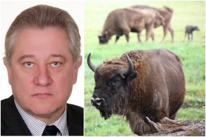 Dėl nušautos stumbrės prašoma pradėti ikiteisminį tyrimą, žada gamtai bus perskaičiuota