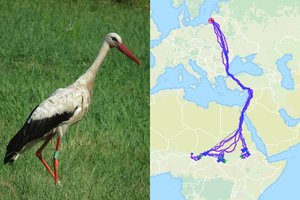 Ornitologai jau stebi į Lietuvą sugrįžtančius gandrus: vasaris šiemet – kitoks mėnuo