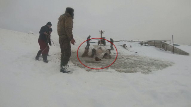 Rusijoje ūkininkams teko gelbėti lede įlūžusius žirgus – viską užfiksavo kamera  