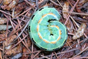 Mokslininkai: besniegę žiemą Lietuvoje neužmigo įvairūs gyviai 