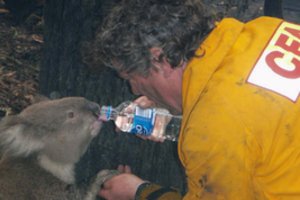 Po pragariškų gaisrų Australijoje – tragiška žinia dėl koalų populiacijos