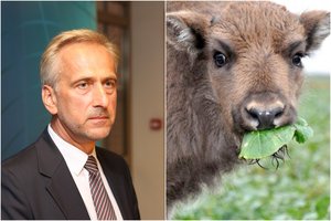 Medžioklėje dalyvavęs „Biovelos“ bendraturtis V. Kantauskas: apie stumbrę su jaunikliu buvom įspėti