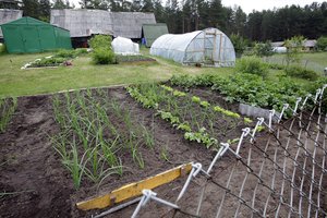 Atskleidė, ką lietuviai dažniausiai auginasi daržuose