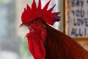 Teismas paskelbė nuosprendį: su gaidžiais televizoriaus nežiūrės