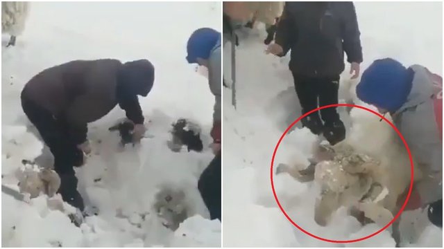 Vaizdas atima žadą: šešių metrų storio sniego sluoksnis įkalino bejėgius gyvūnus