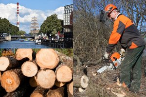 Klaipėdos miesto centre pradėjo kirsti medžius: tvarko Danės skverą