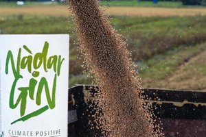 Škotai iš žirnių jau sunkia gėralą – teigia, kad aplinkai tai nekenkia