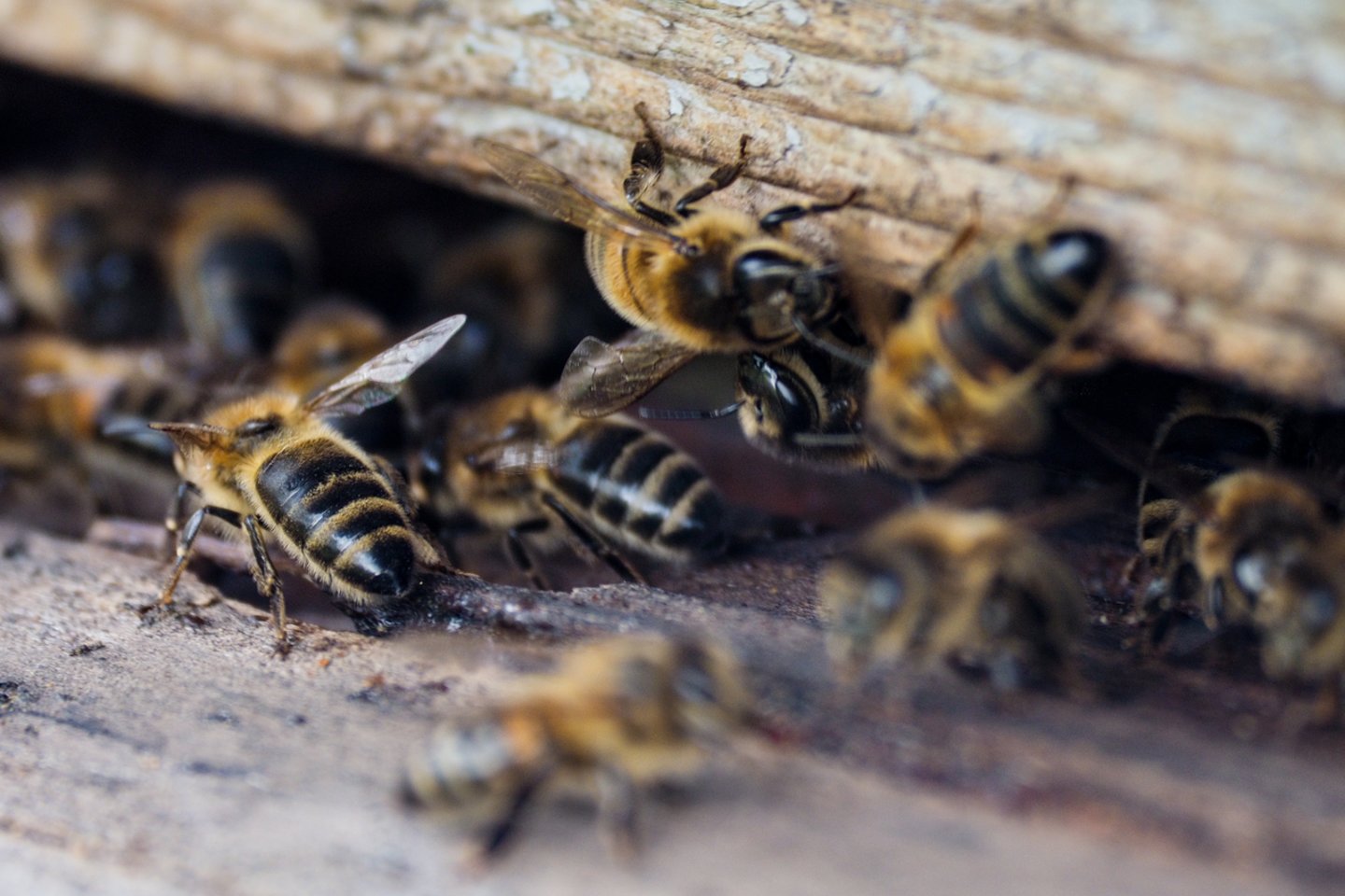 Raudonu sirupu persunktų kokteilinių vyšnių verslas Bruklino gyventojus aprūpino darbu. Tačiau fabriką apgaubė įtarimai, kai bitės į avilius pradėjo nešti ryškiai raudoną medų.<br>V.Ščiavinsko nuotr.