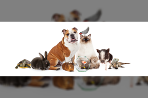 Pasitikrinkite, koks augintinis jums tinka pagal Zodiako ženklą