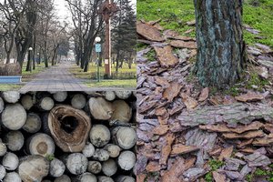 Klaipėdiečiai dėl barbariško valdžios elgesio kreipėsi į prokuratūrą