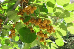 Pabandykime prisijaukinti aktinidiją kivi