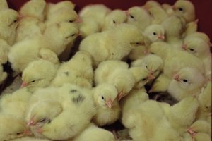 Pradėtas tyrimas dėl nelegalios veiklos paukščių ūkyje Tauragės rajone