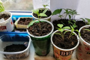 Daigai auga prastai: sužinokite, kodėl