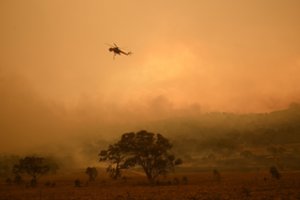 Mokslininkai: Australijoje gaisrai nusiaubė penktadalį žemyno miškų