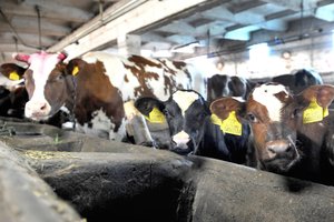 Lietuvos pieno sektorius Baltijos šalių rinkoje išlaiko tvirtą lyderio poziciją