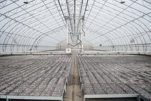 Pažangiame medelyne Panevėžio rajone užauga net 3 sėjinukų derliai