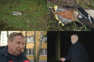 Panevėžyje – nerimas: iš dangaus ėmė kristi paukščiai