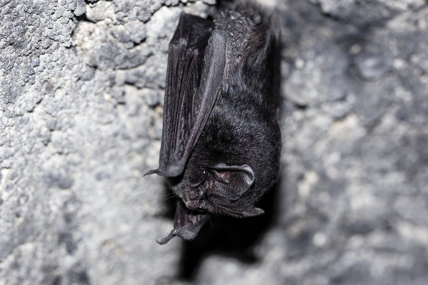 monetų bazės šikšnosparnis