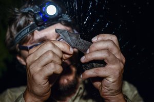 Mokslininkai rado, kas kaltas dėl mirtino koronaviruso: tai – unikalūs padarai