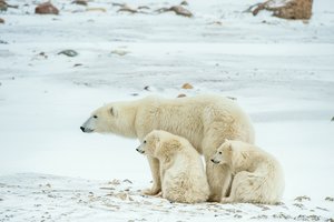 Mokslininkai stebi daugėjant kanibalizmo atvejų tarp baltųjų meškų
