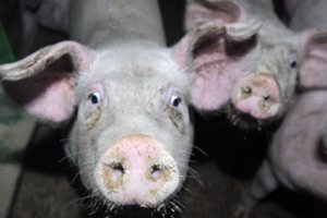 Kiaulių supirkimo kaina didėjo, o skerdimo apimtys – mažėjo