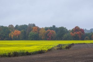 Grūdų supirkimo kainos vasarį beveik nesikeitė