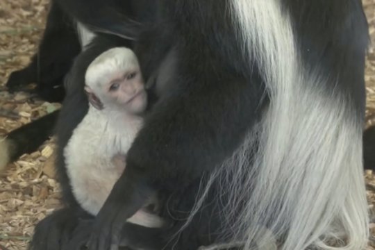 Širdį glostantis vaizdelis: Prahos zoologijos sodas sulaukė pagausėjimo