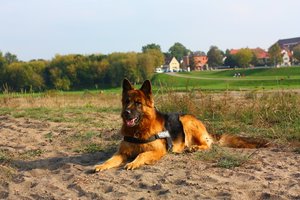 Muitinė pasidalijo širdį veriančia žinia: neteko ilgamečio keturkojo kolegos