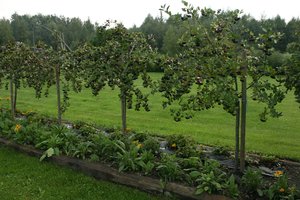 Planuojate veisti sodą? Štai ko turėtumėte nepamiršti