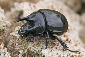 Po šiltos žiemos Lietuvos pajūryje aptikti neregėti padarai