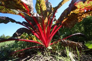 Kaip šiaulietis pasuko nuo fotografijos iki ūkininkavimo?