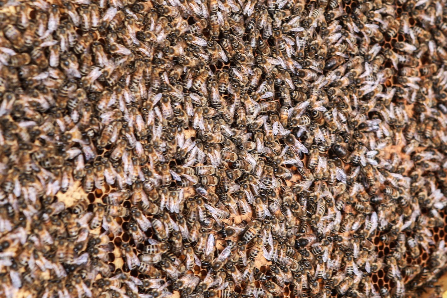 Medus ir kiti bičių produktai, A. Amšiejaus teigimu, sudaro tik 5 proc. naudos, kurią teikia šie vabzdžiai. Didžiausias jų nuopelnas – žydinčių augalų apdulkinimas. <br>G.Bitvinsko nuotr.