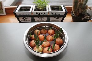 Perspėja: daržovių sėklomis reikia dalintis atsakingai