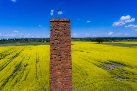 Rapsų eksportas išaugo daugiau kaip 15 kartų