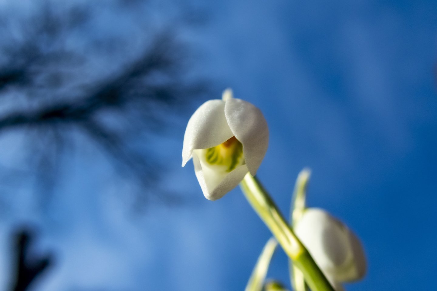 Žiema šiemet buvo rekordiškai šilta visoje Europoje.<br>V.Ščiavinsko nuotr.
