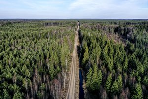 Trys parlamentarai siūlo valstybinių miškų valdymo funkcijas perduoti ŽŪM