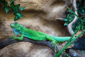 Egzotiškos iguanos namuose: padarius kelias klaidas – gali nugaišti