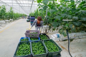 Ankstyvas pavasaris – parduotuvės jau pakvipo šviežiomis lietuviškomis daržovėmis   