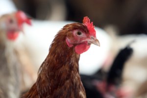 Šalia Lietuvos – pavojingos ligos židinys