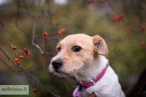 Kalytė Luna šeimininkės namuose patiria išbandymų: būna kantri, bet išsigąsta vieno dalyko