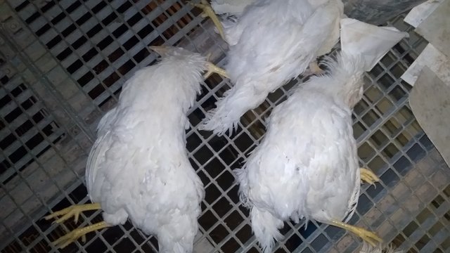 Lietuvos parduotuvėse – kiaušiniai iš siaubingų antisanitarinių sąlygų paukštyno 