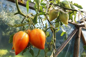 Pasiūlė geriausią veislę tiems, kurie pomidorams vietos turi tik balkone