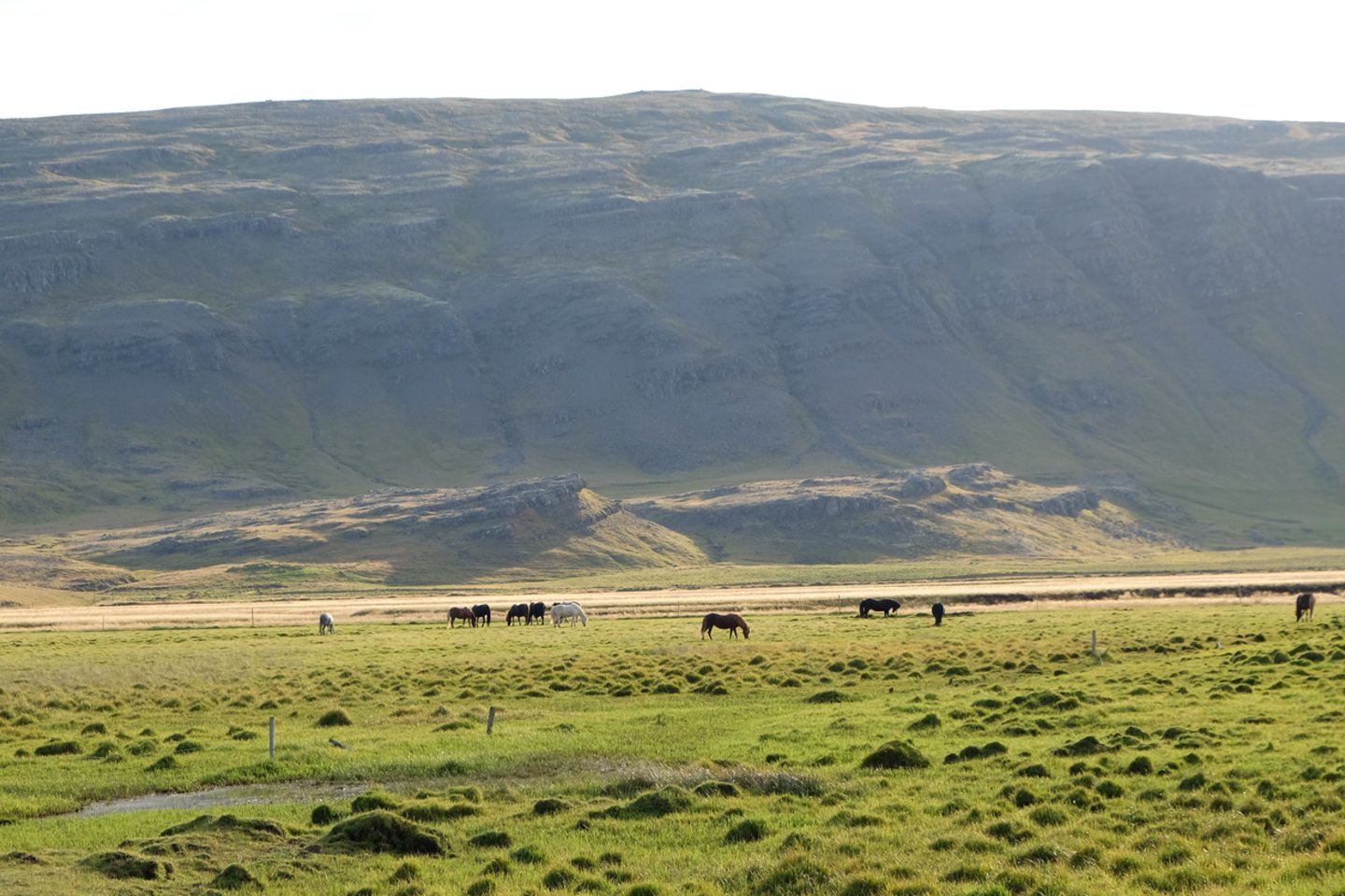 Islandijos arkliukai.<br> S. Mackevičiaus nuotr.