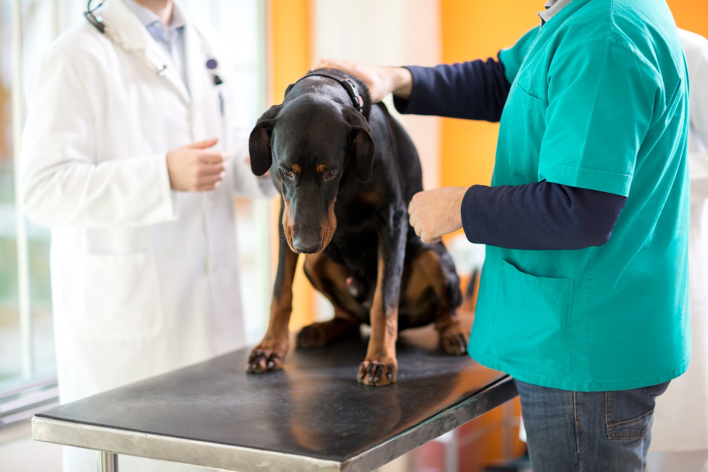 Siekiant atpiginti kačių ir šunų ženklinimą, nuo liepos augintinius siūloma leisti čipuoti ne tik veterinarijos gydytojams.<br>Gyvūnų ženklinimas.