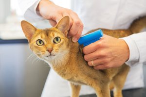 K. Mažeika čipuoti kates ir šunis siūlo leisti ne tik veterinarijos gydytojams