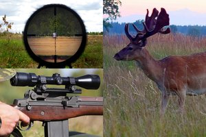 Ieškomi brakonieriai Anykščių r. nušovę itin vertingą danielių