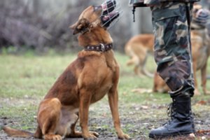 Tinkama šuns dresūra – ką svarbu žinoti