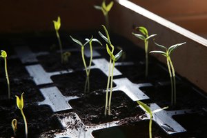 Svarbiausi pavasario pradžios darbai darže ir sode